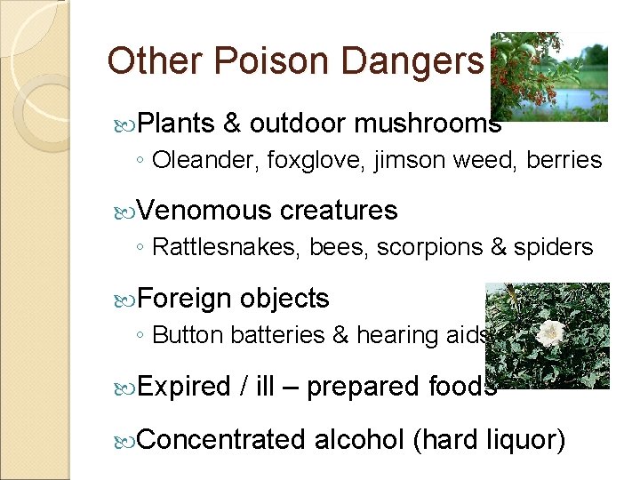 Other Poison Dangers Plants & outdoor mushrooms ◦ Oleander, foxglove, jimson weed, berries Venomous