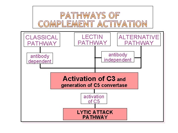 CLASSICAL PATHWAY antibody dependent LECTIN PATHWAY ALTERNATIVE PATHWAY antibody independent Activation of C 3