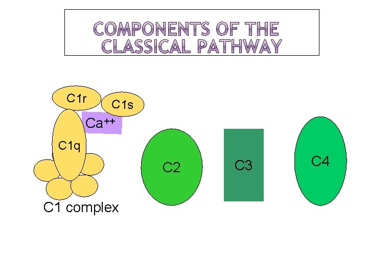 C 1 r C 1 s Ca++ C 1 q C 2 C 1