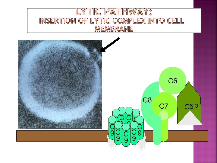 C 6 C 8 CC C 9 9 9 9 C 9 C C