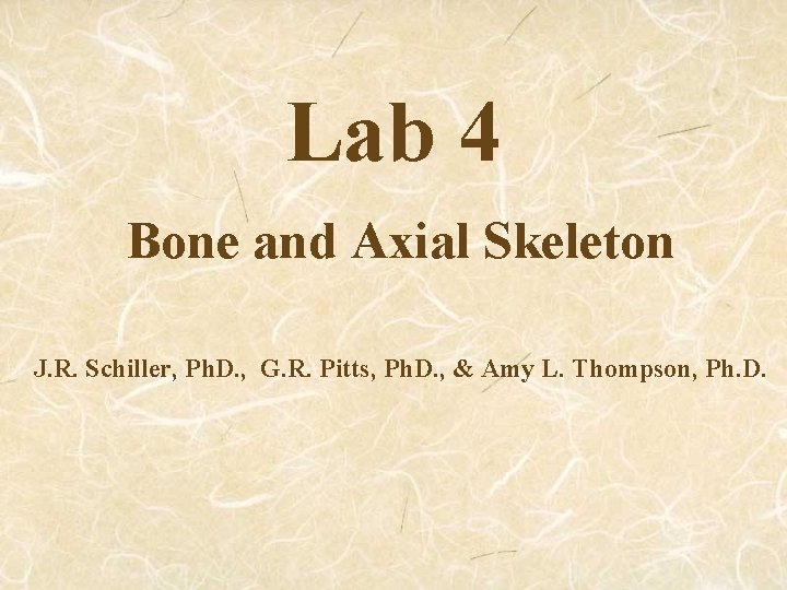 Lab 4 Bone and Axial Skeleton J. R. Schiller, Ph. D. , G. R.