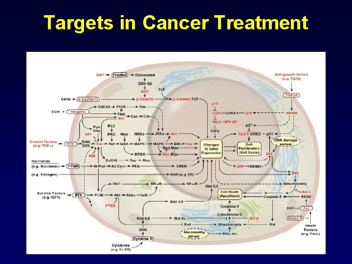 Targets in Cancer Treatment 