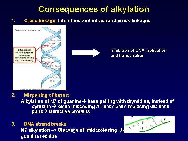 Consequences of alkylation 1. Cross-linkage: Interstand intrastrand cross-linkages Inhibition of DNA replication and transcription