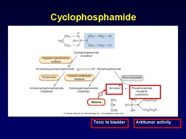 Cyclophosphamide Toxic to bladder Antitumor activity 