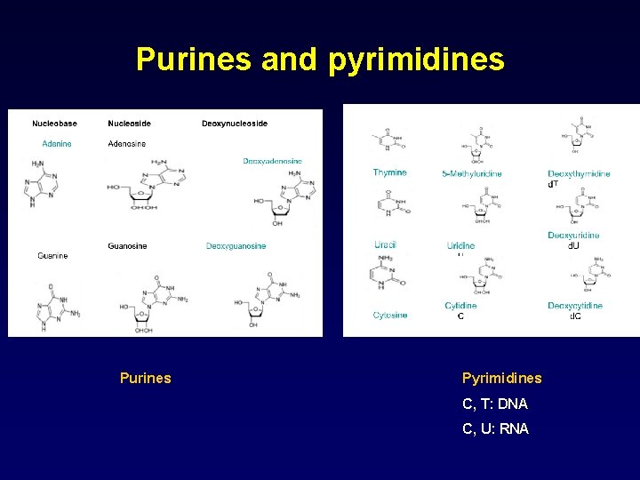 Purines and pyrimidines Purines Pyrimidines C, T: DNA C, U: RNA 