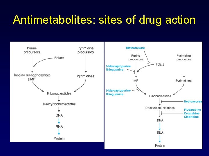 Antimetabolites: sites of drug action 