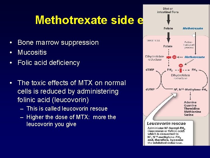 Methotrexate side effects • Bone marrow suppression • Mucositis • Folic acid deficiency •