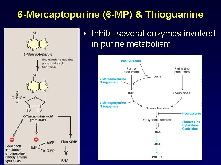 6 -Mercaptopurine (6 -MP) & Thioguanine • Inhibit several enzymes involved in purine metabolism