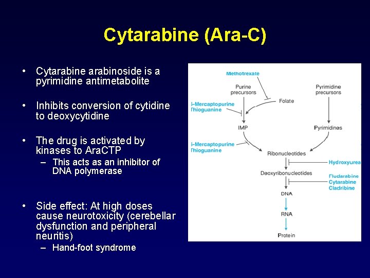 Cytarabine (Ara-C) • Cytarabine arabinoside is a pyrimidine antimetabolite • Inhibits conversion of cytidine