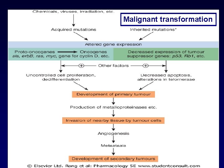 Malignant transformation 50. 2 Rang 