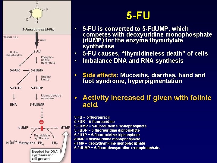 5 -FU • 5 -FU is converted to 5 -Fd. UMP, which competes with