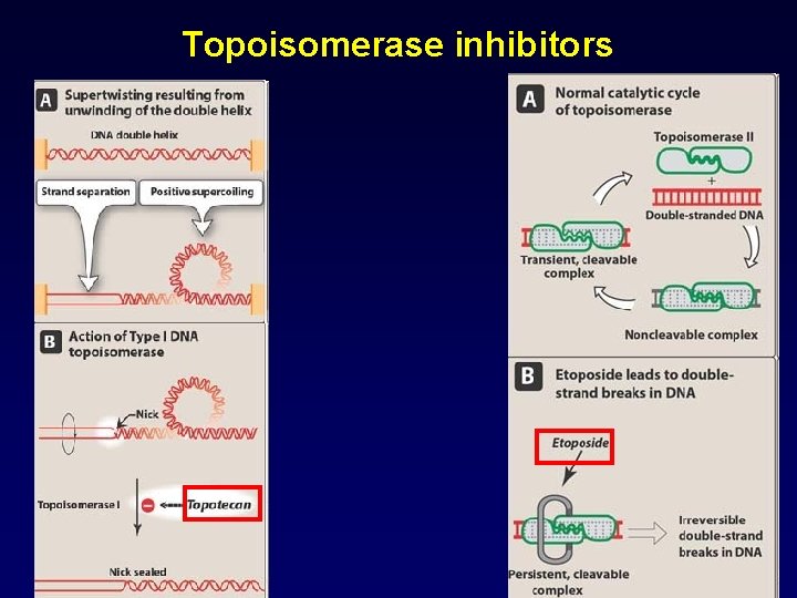 Topoisomerase inhibitors 