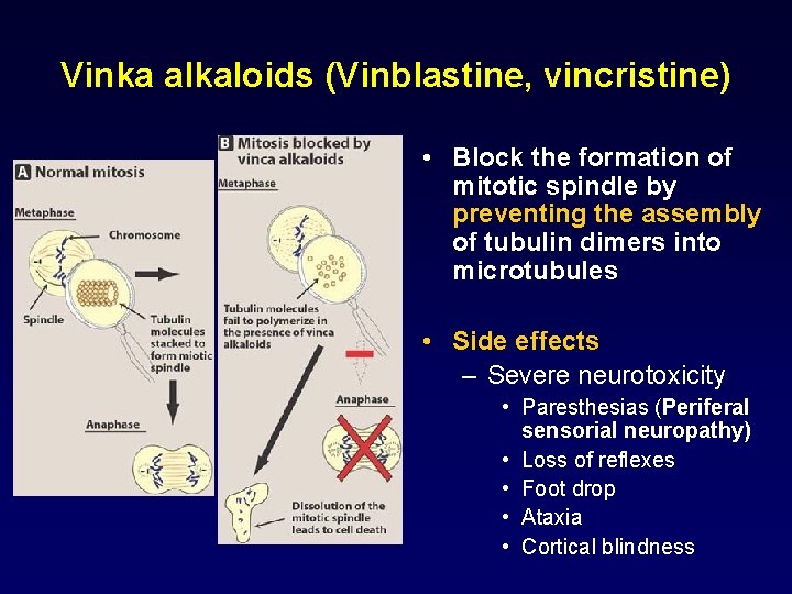 Vinka alkaloids (Vinblastine, vincristine) • Block the formation of mitotic spindle by preventing the