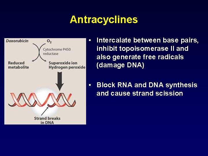 Antracyclines • Intercalate between base pairs, inhibit topoisomerase II and also generate free radicals