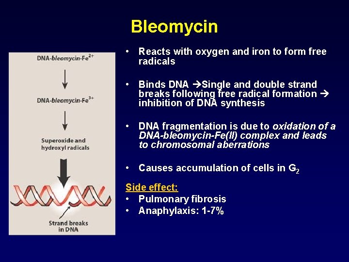 Bleomycin • Reacts with oxygen and iron to form free radicals • Binds DNA
