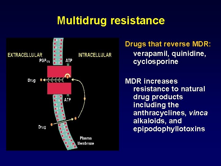 Multidrug resistance Drugs that reverse MDR: verapamil, quinidine, cyclosporine MDR increases resistance to natural