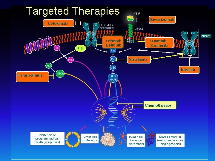 Targeted Therapies Bevacizumab Cetuximab PDGFR PI 3 K Erlotinib Gefitinib Sunitinib Sorafenib Imatinib Temsirolimus