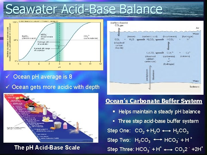 Seawater Acid-Base Balance ü Ocean p. H average is 8 ü Ocean gets more