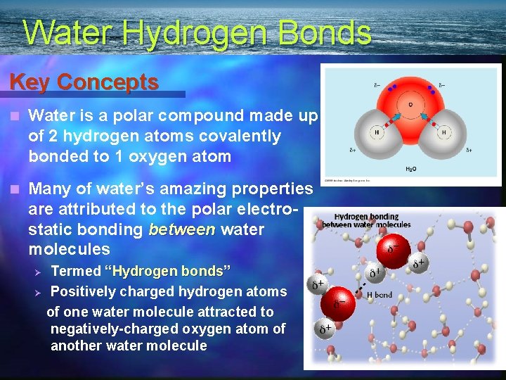 Water Hydrogen Bonds Key Concepts n Water is a polar compound made up of