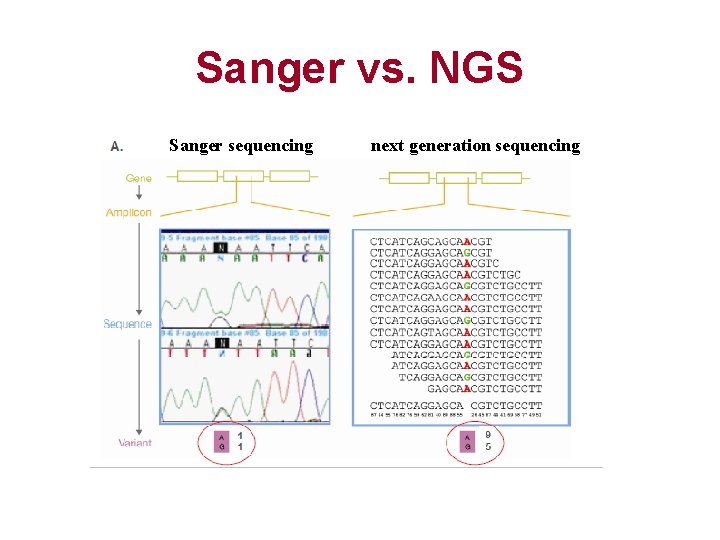 Sanger vs. NGS Sanger sequencing next generation sequencing 