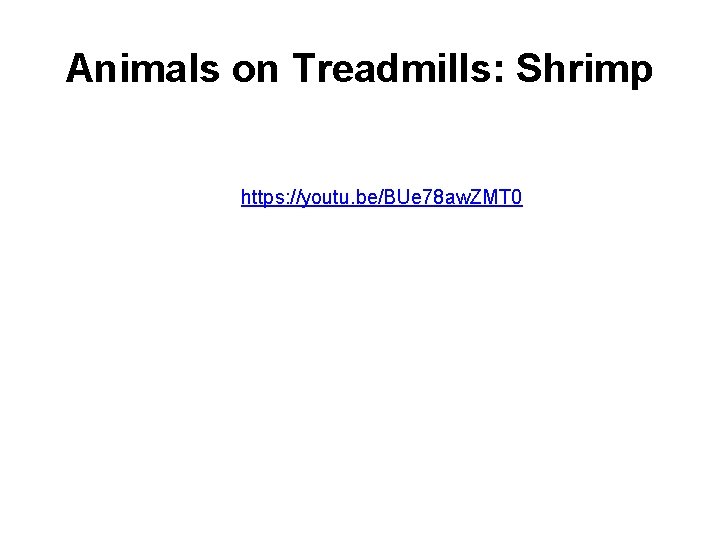 Animals on Treadmills: Shrimp https: //youtu. be/BUe 78 aw. ZMT 0 