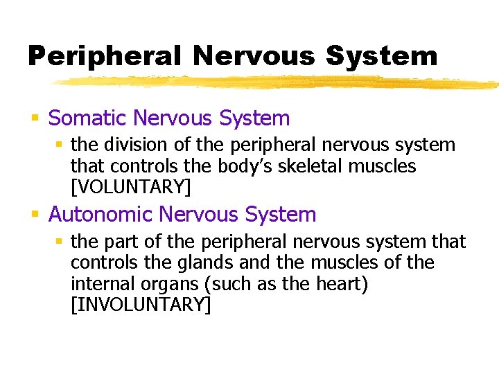 Peripheral Nervous System § Somatic Nervous System § the division of the peripheral nervous