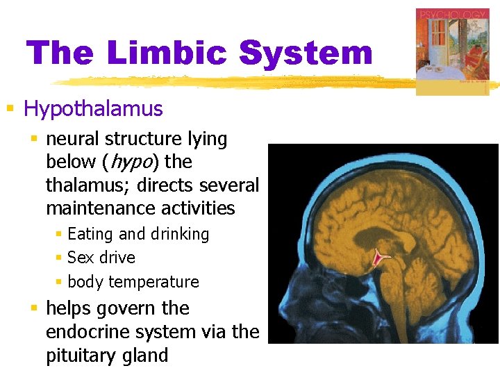 The Limbic System § Hypothalamus § neural structure lying below (hypo) the thalamus; directs