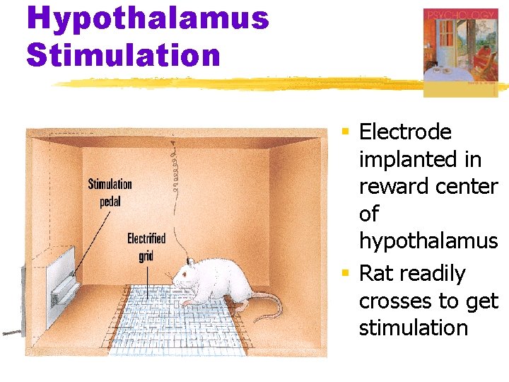 Hypothalamus Stimulation § Electrode implanted in reward center of hypothalamus § Rat readily crosses