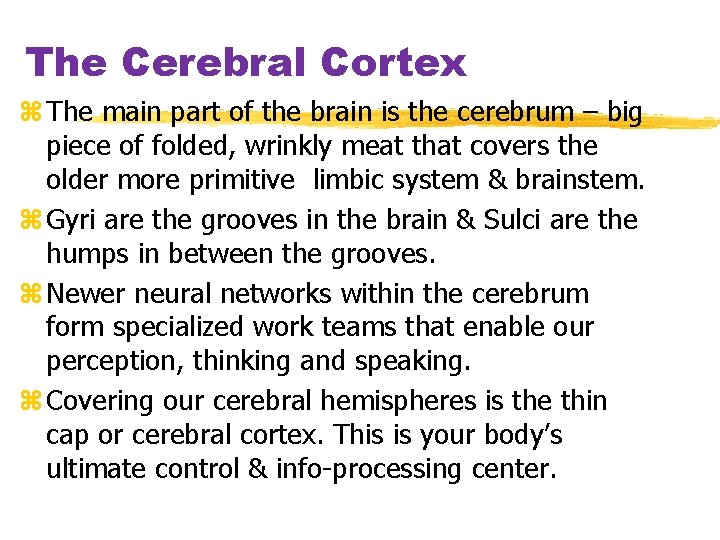 The Cerebral Cortex z The main part of the brain is the cerebrum –