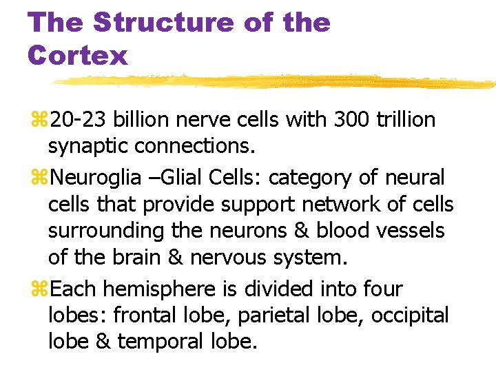 The Structure of the Cortex z 20 -23 billion nerve cells with 300 trillion