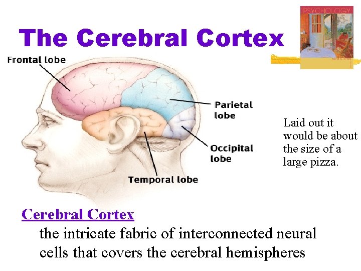 The Cerebral Cortex Laid out it would be about the size of a large