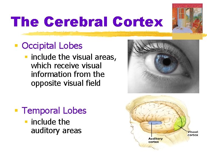 The Cerebral Cortex § Occipital Lobes § include the visual areas, which receive visual