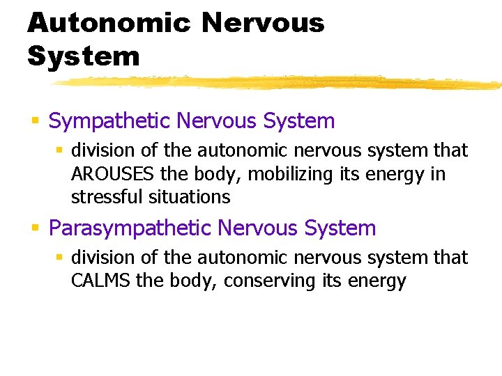 Autonomic Nervous System § Sympathetic Nervous System § division of the autonomic nervous system