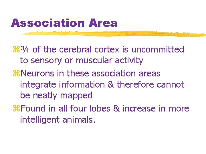 Association Area z¾ of the cerebral cortex is uncommitted to sensory or muscular activity