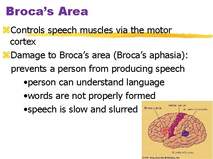 Broca’s Area z. Controls speech muscles via the motor cortex z. Damage to Broca’s