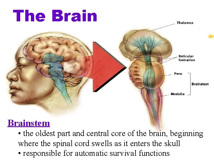 The Brainstem • the oldest part and central core of the brain, beginning where