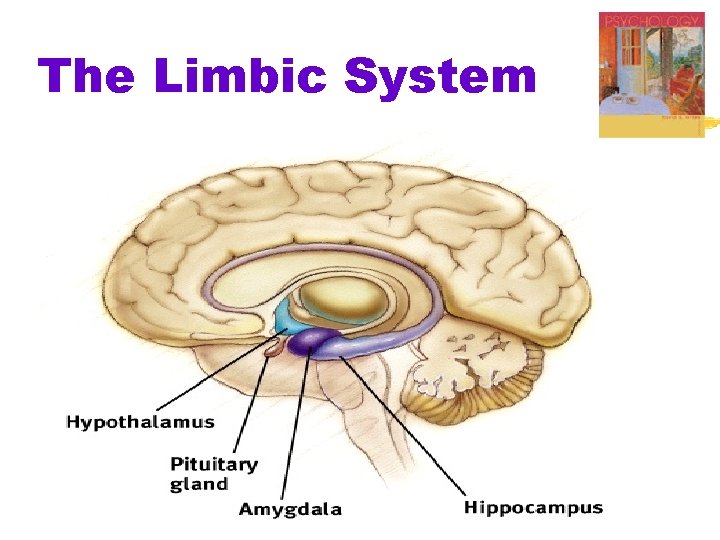 The Limbic System 