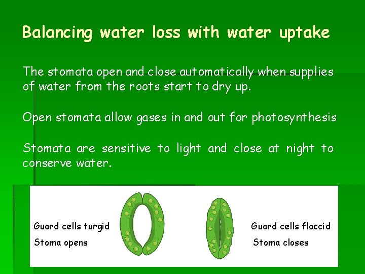 Balancing water loss with water uptake The stomata open and close automatically when supplies Balancing water loss with water uptake The stomata open and close automatically when supplies