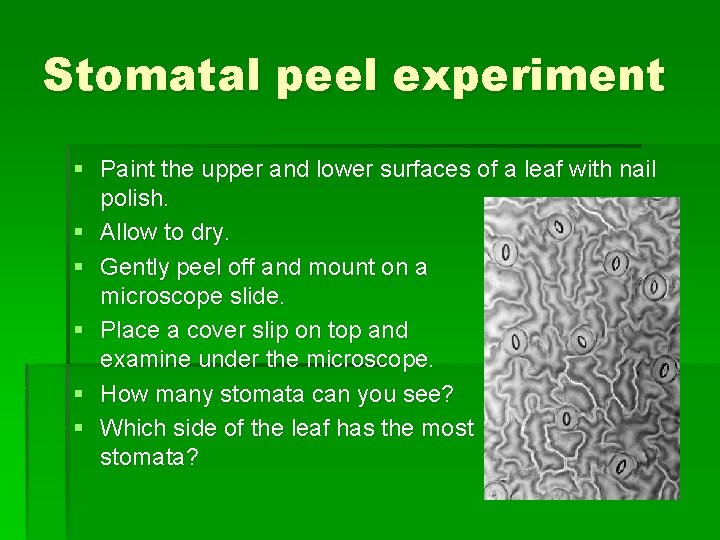 Stomatal peel experiment § Paint the upper and lower surfaces of a leaf with