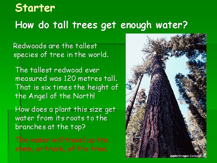 Starter How do tall trees get enough water? Redwoods are the tallest species of