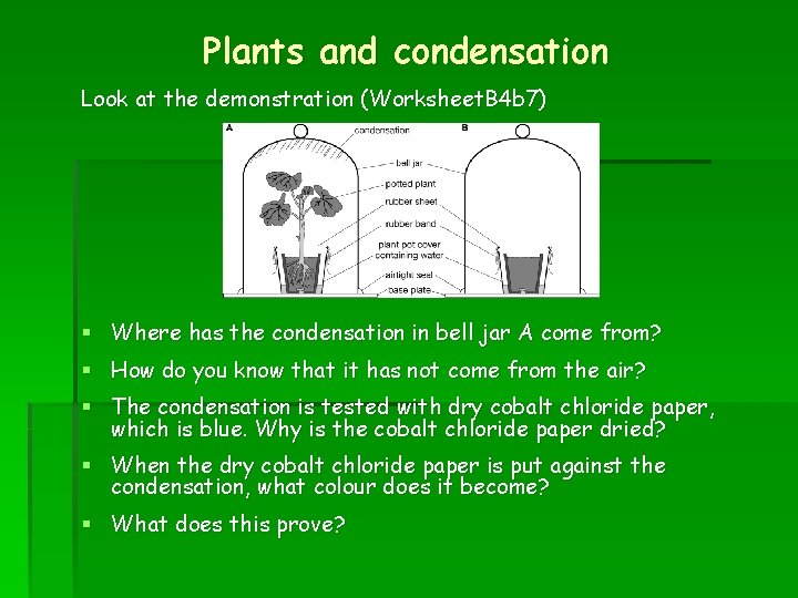 Plants and condensation Look at the demonstration (Worksheet. B 4 b 7) § Where