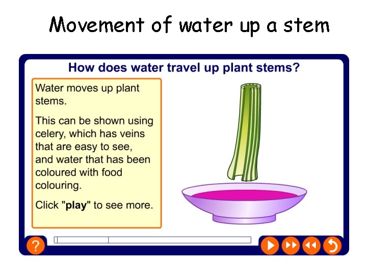 Movement of water up a stem 