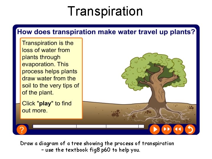 Transpiration Draw a diagram of a tree showing the process of transpiration – use