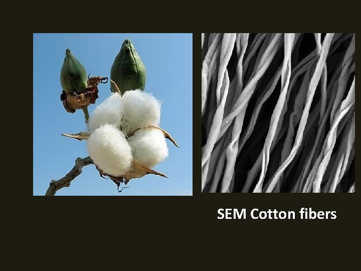 SEM Cotton fibers 