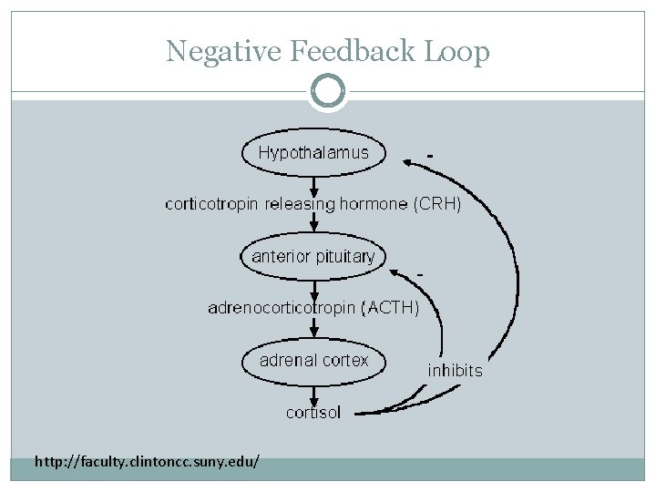 Negative Feedback Loop http: //faculty. clintoncc. suny. edu/ 