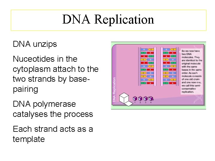 DNA Replication DNA unzips Nuceotides in the cytoplasm attach to the two strands by