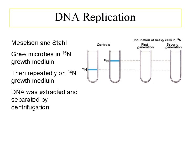 DNA Replication Meselson and Stahl Grew microbes in 15 N growth medium Then repeatedly
