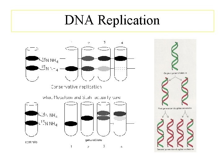 DNA Replication 