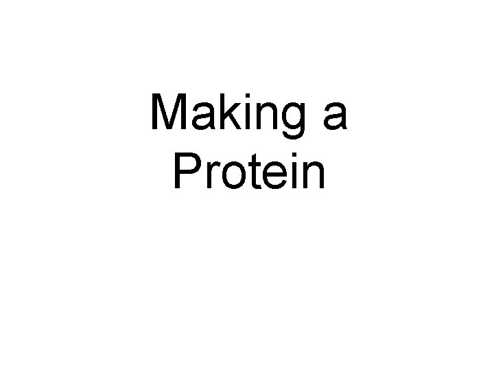 Making a Protein 