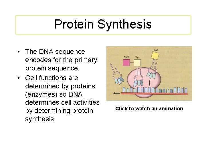 Protein Synthesis • The DNA sequence encodes for the primary protein sequence. • Cell